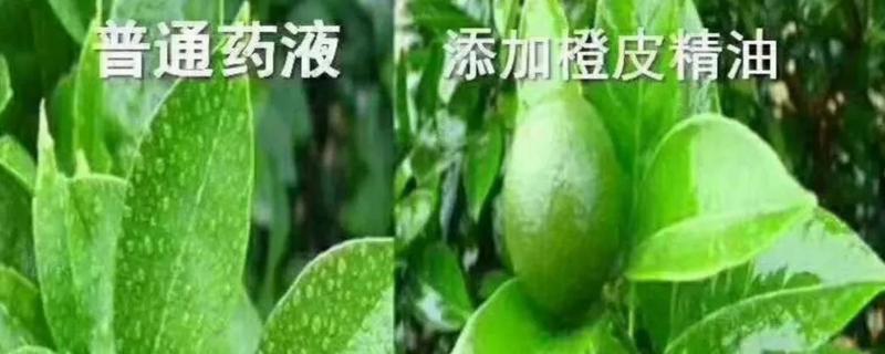 橙皮精油与有机硅区别