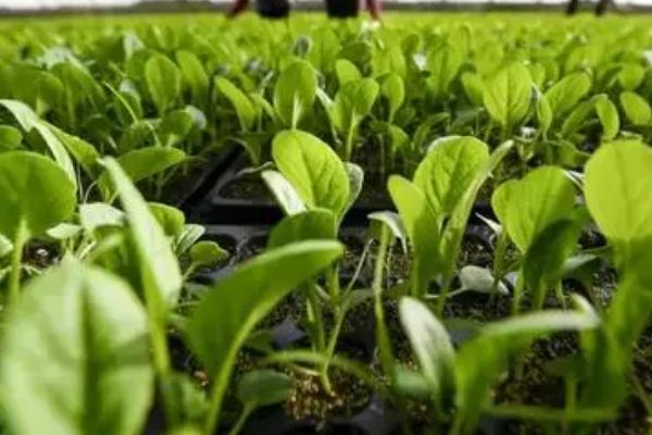 蔬菜田间管理办法，以提高产量为目的