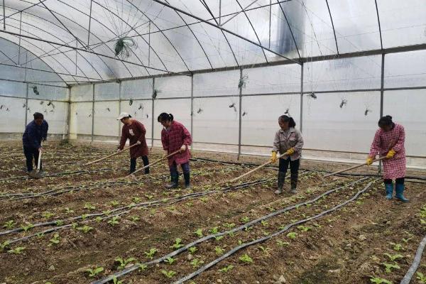 蔬菜田间管理办法，以提高产量为目的