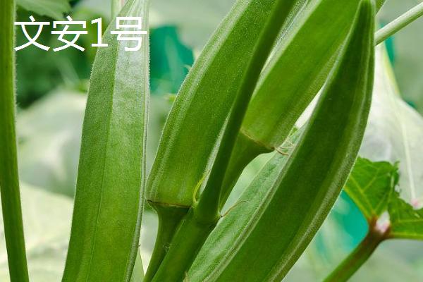黄秋葵的品种有哪些，可分为矮秆型和高秆型