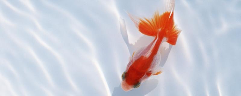 养鱼需不需要阳光