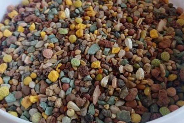 玄凤鹦鹉适合吃什么饲料，还可以吃虫子