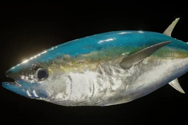 金枪鱼是淡水鱼还是海水鱼，不能在淡水中生活