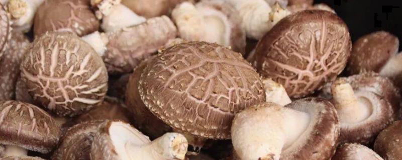 食用菌冬季管理方法