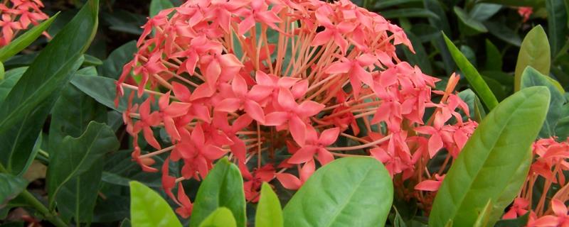 龙船花种植方法