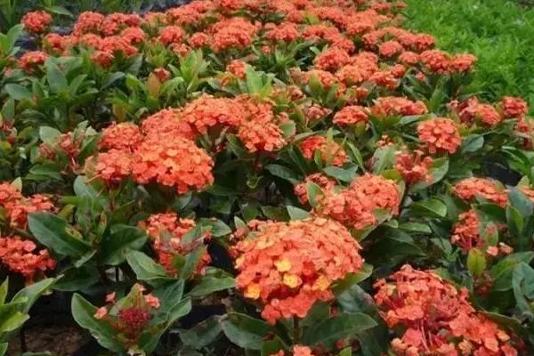 龙船花种植方法，是酸性土壤的指示植物