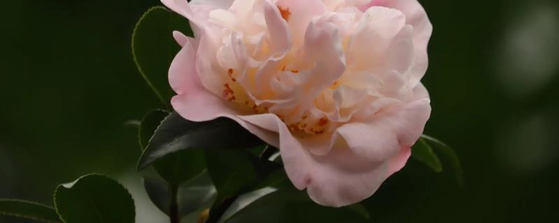 茶花的象征寓意