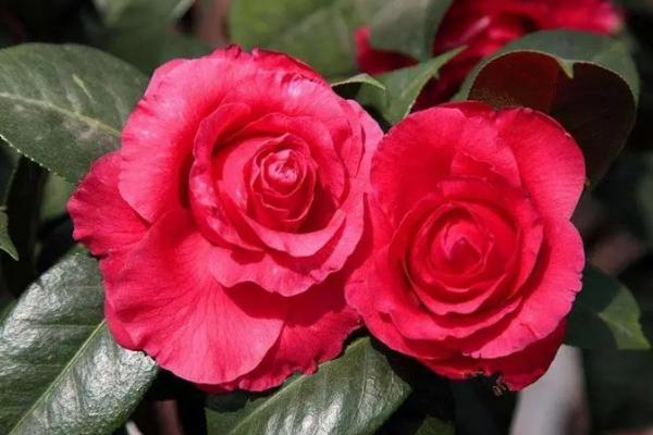 茶花的象征寓意，是“花中娇客”