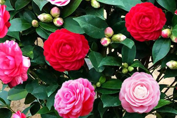 茶花的象征寓意，是“花中娇客”