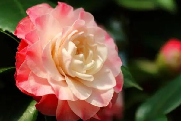 茶花的象征寓意，是“花中娇客”