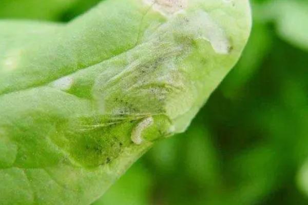 甜菜潜叶蝇如何防治，要合理的控制好药剂浓度