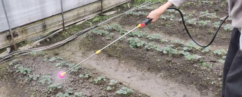 乙霉威可以防治什么病