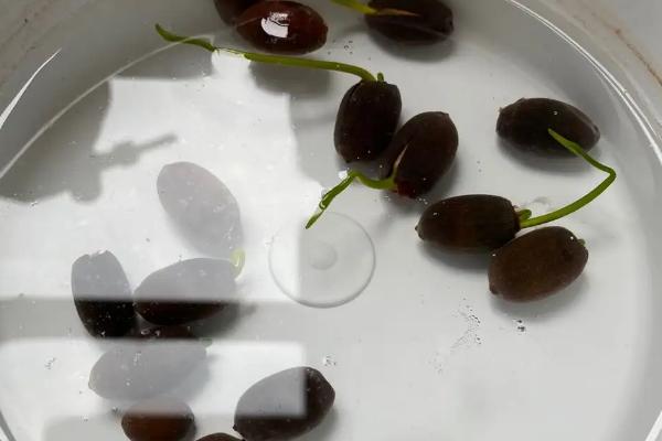 让莲子快速发芽的办法，所选莲子必须是老的