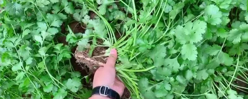香菜（芫荽）的种植技术有哪些