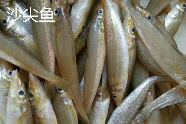 沙尖鱼有刺吗，分布比较广泛