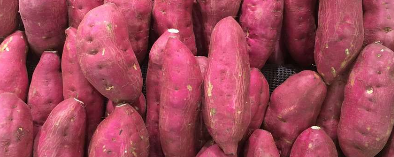 红薯的品种介绍