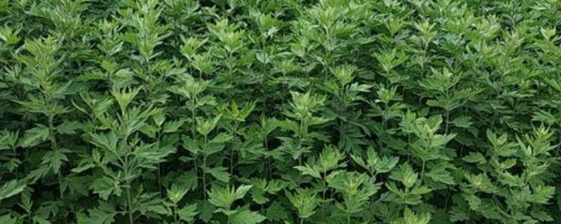 艾草的种植方法