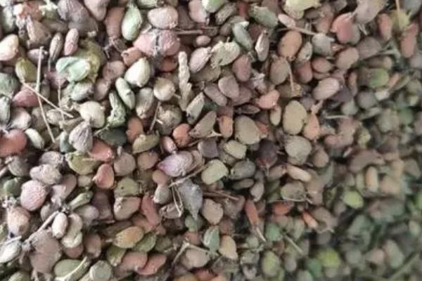 红叶黄栌育苗方法，及时弥补肥料