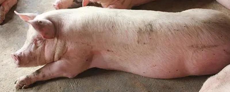 小麦养猪怎么配制饲料