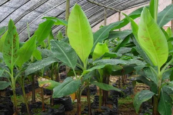 香蕉树的种植方法，苗株可购买也可自己培育