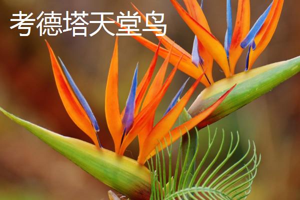 常见的天堂鸟植物品种，包括白花和无叶天堂鸟等种类