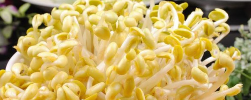 黄豆芽的营养价值及食用方法介绍
