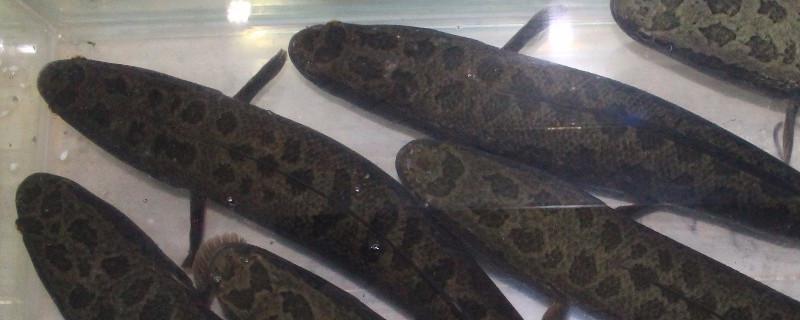 财鱼是什么鱼