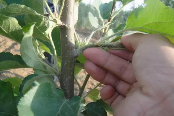 红富士苹果的种植技术，掌握科学的种植技术