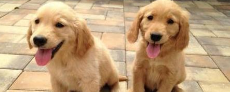 金毛犬价格多少钱一只该如何挑选它