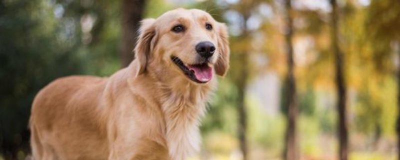 金毛犬怎么养才好该如何训练它