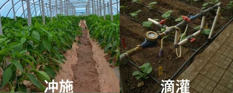 氯化胆碱对植物副作用