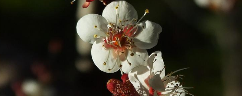 竹节梅的养殖方法