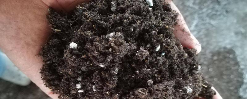育苗基质的主要原料都有哪些