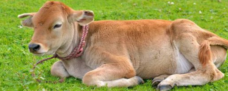 牛犊出生就死了咋回事
