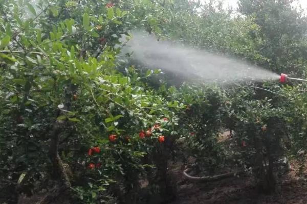 托布津可防治哪些病害，进入植物体内后能转化成多菌灵