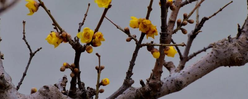 腊梅盆景怎么养护