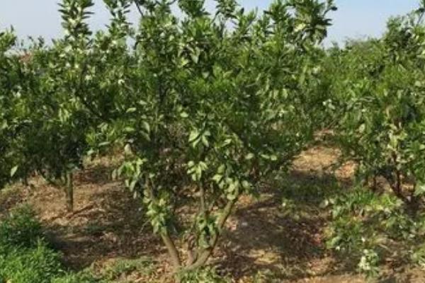 桔子树嫁接方法，插入接穗后要捆扎塑料带