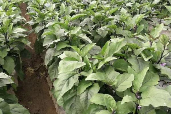 种秋茄子妙招，常采用老蔸换新法