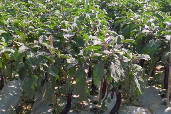 种秋茄子妙招，常采用老蔸换新法