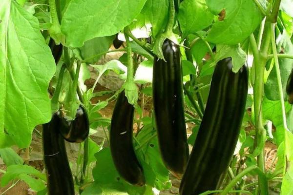 种秋茄子妙招，常采用老蔸换新法