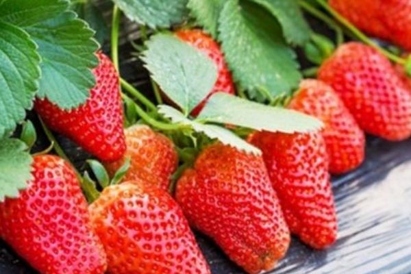 四季草莓的特点，四季都结果