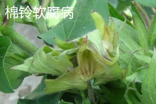 棉铃的三大病害症状及防治技术，需对症治疗