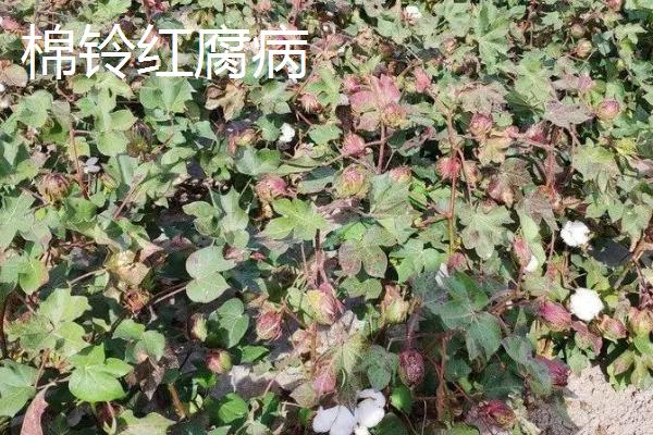 棉铃的三大病害症状及防治技术，需对症治疗