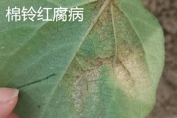 棉铃的三大病害症状及防治技术，需对症治疗