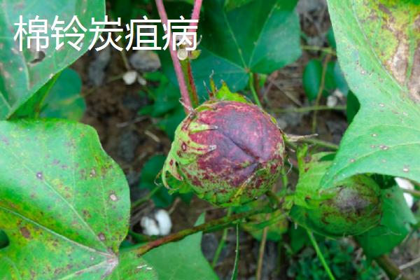 棉铃的三大病害症状及防治技术，需对症治疗