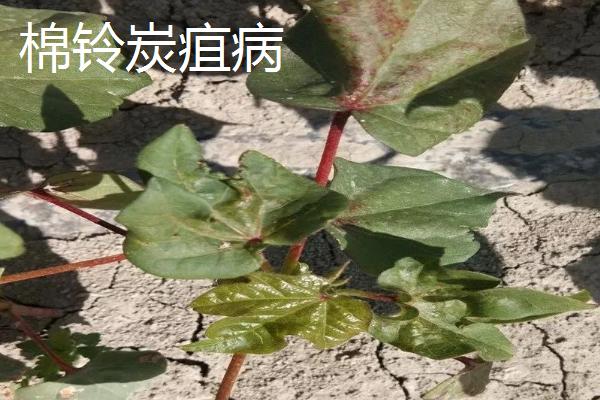 棉铃的三大病害症状及防治技术，需对症治疗
