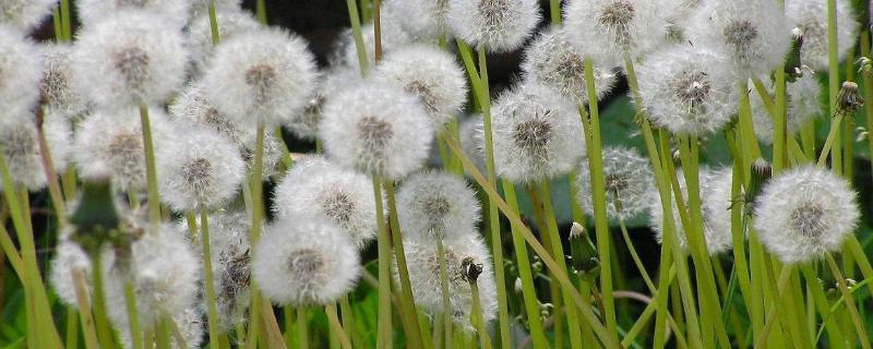 花是怎样传播种子的