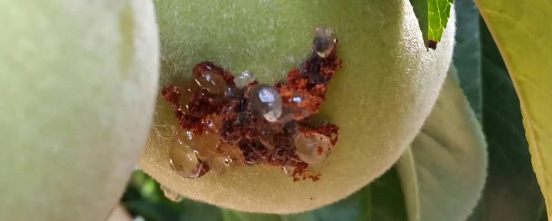 桃小食心虫的防治方法