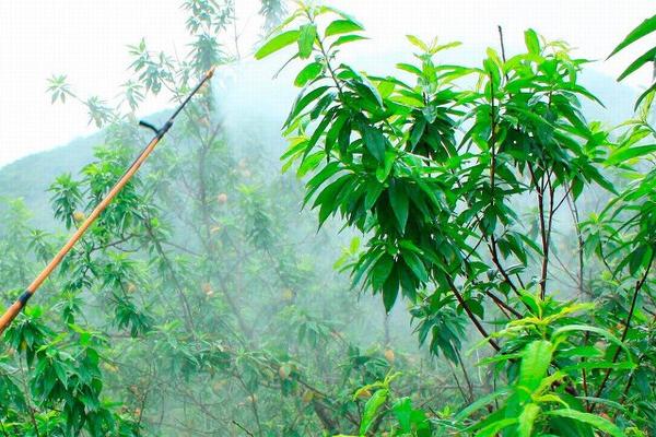 桃小食心虫的防治方法，摘除虫果可控制虫害
