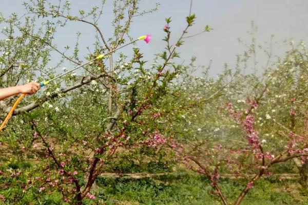 桃小食心虫的防治方法，摘除虫果可控制虫害
